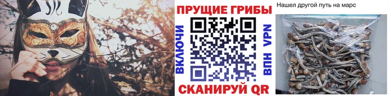 Псилоцибиновые грибы Psilocybe как найти закладки Минеральные Воды